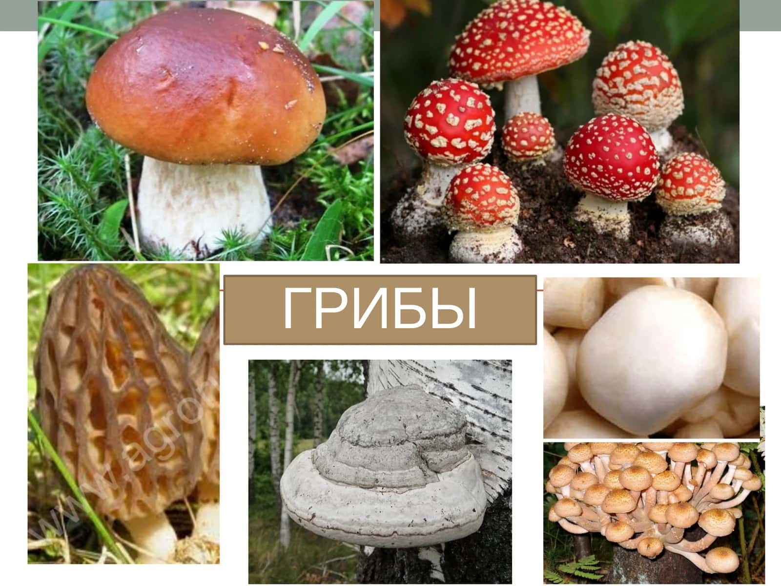 Царство грибы