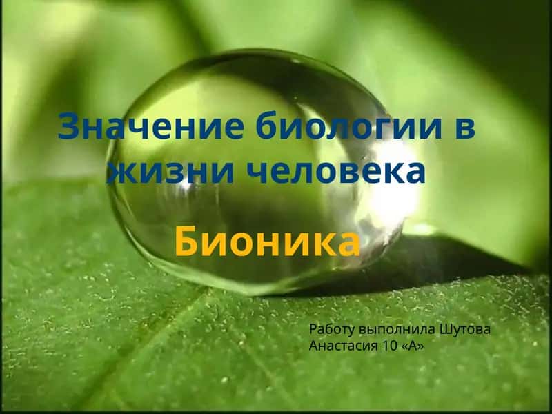 Бионика