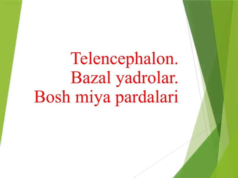 Telencephalon. Bazal yadrolar. Bosh miya pardalari теленцефалон бош мия пардалари базал ядролар
