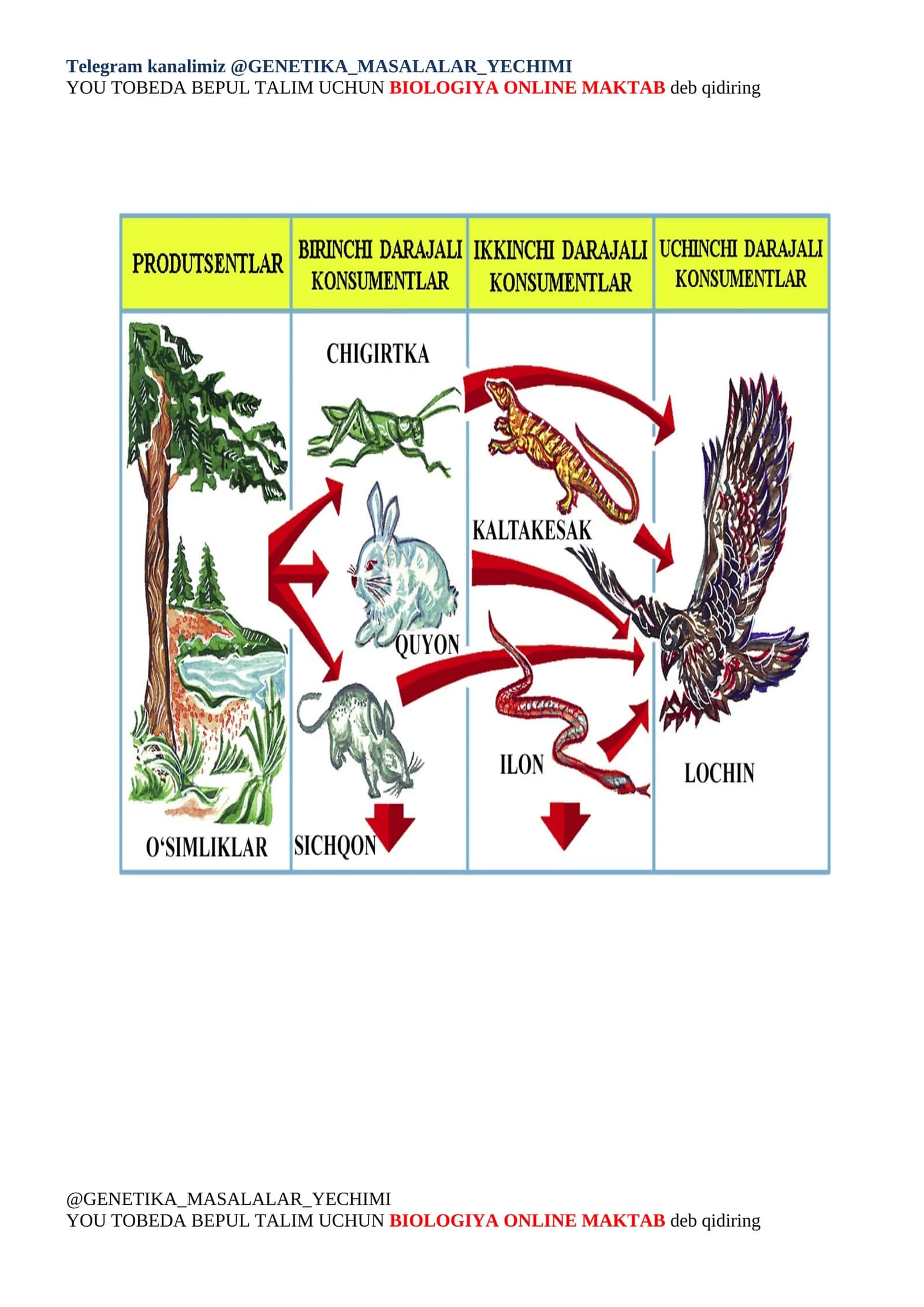 Ekologik piramida qonuniga oid
