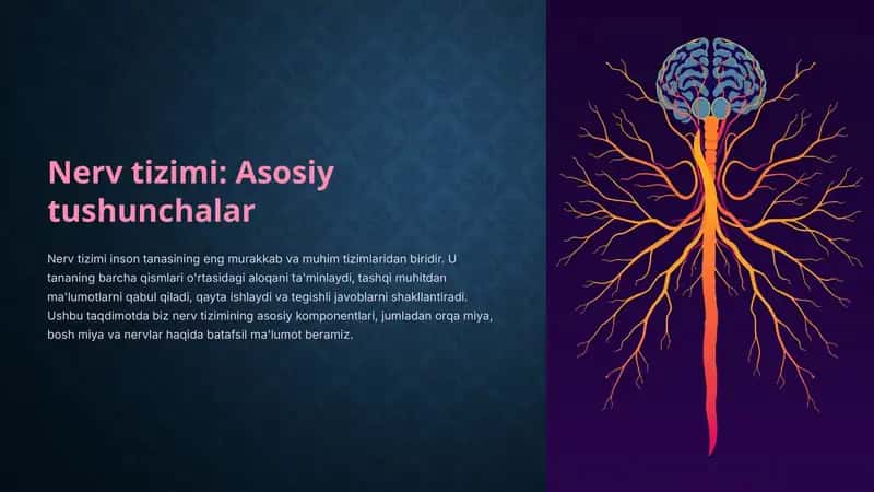 Nerv-tizimi-Asosiy-tushunchalar