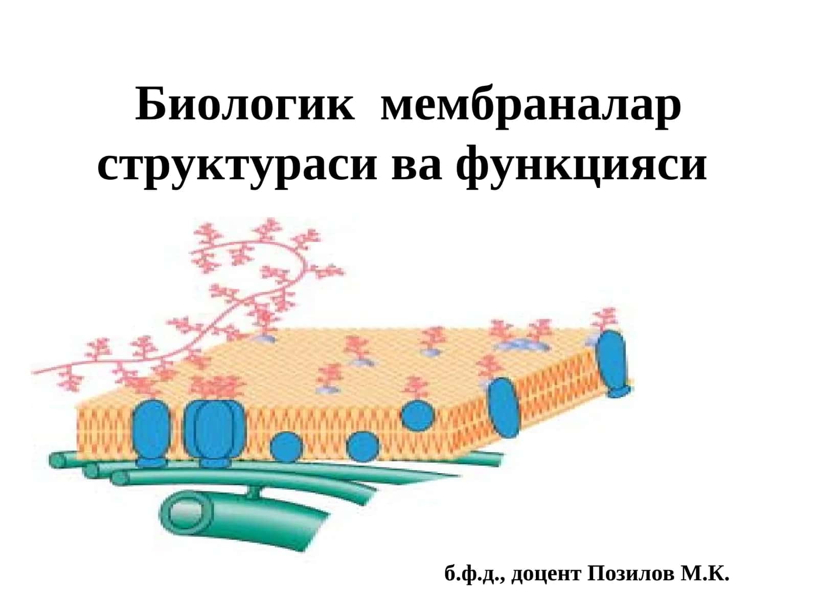 Биологик мембраналарструктураси ва функцияси
