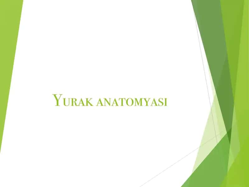 Yurak anatomyasi