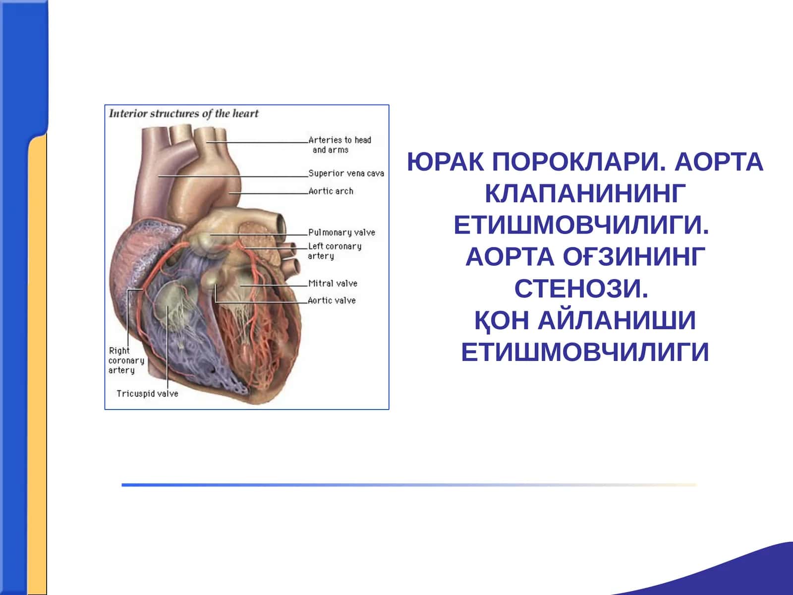 YURAK POROKLARI АОРТА КЛАПАНИНИНГ ЕТИШМОВЧИЛИГИ