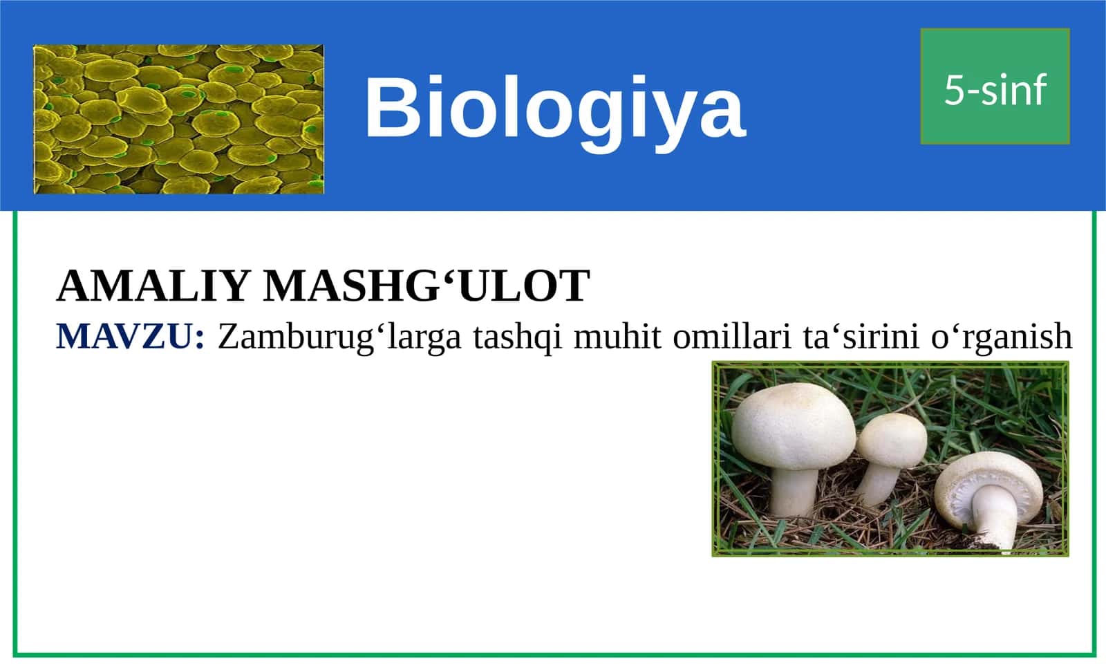 Biologiya 5-sinf AMALIY MASHG‘ULOT-MAVZU: Zamburug‘largatashqimuhitomillarita‘sirinio‘rganish