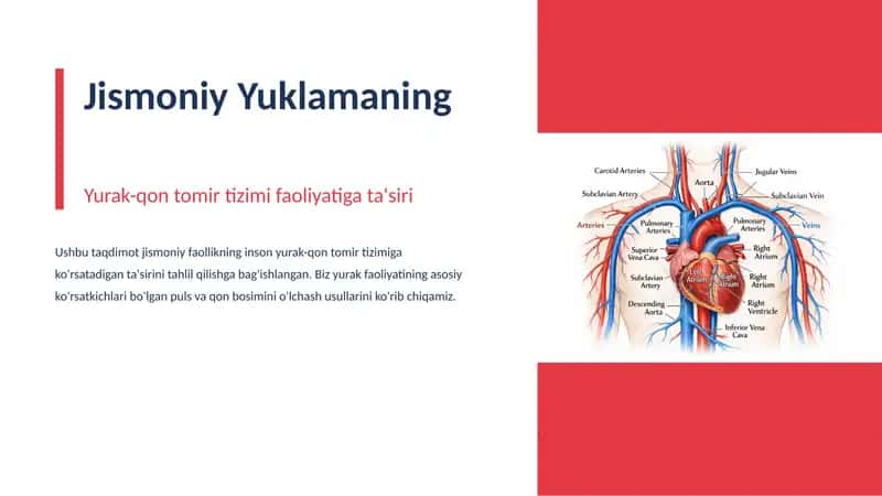 Jismoniy Yuklamaning Yurak-qon tomir tizimi faoliyatiga ta'siri