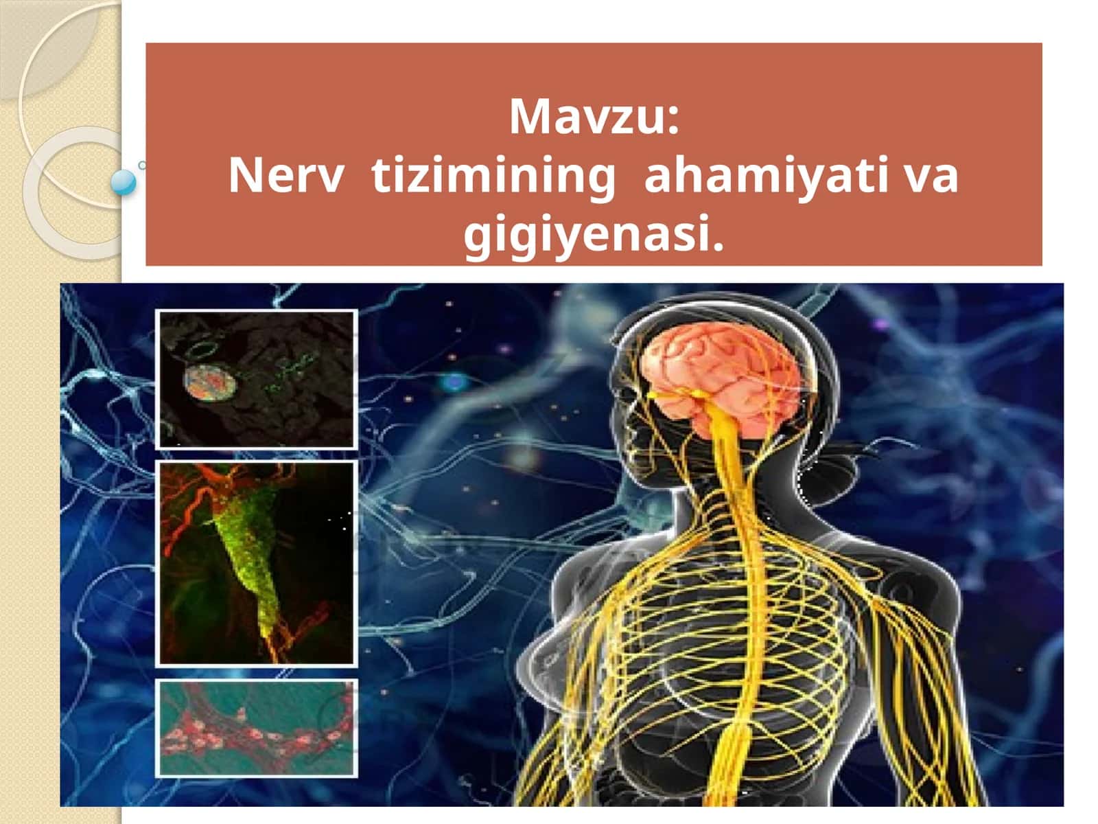Nervtizimining ahamiyati va gigiyenasi