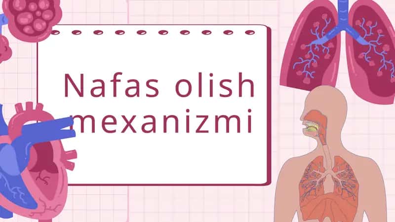 Nafas olish mexanizmi