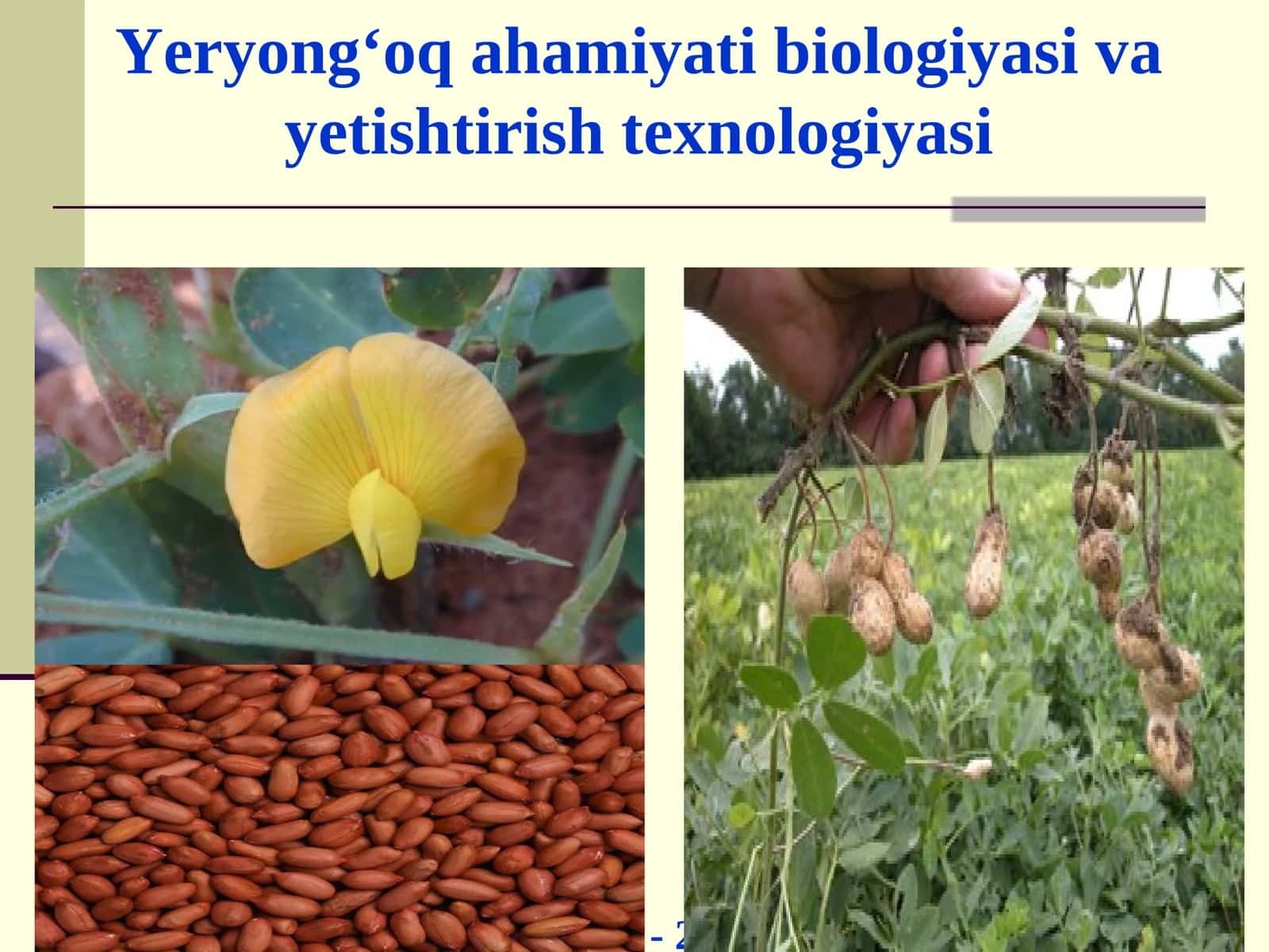 Yeryong‘oq ahamiyati biologiyasi va yetishtirish texnologiyasi