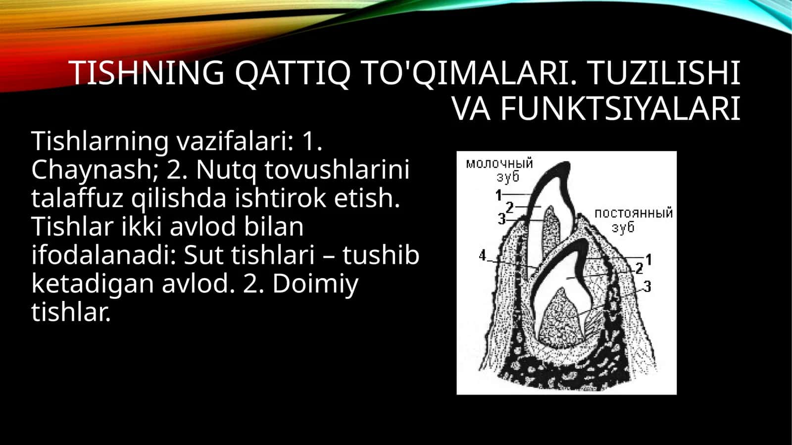 Tishning qattiq to'qimalari. Tuzilishi va funktsiyalari