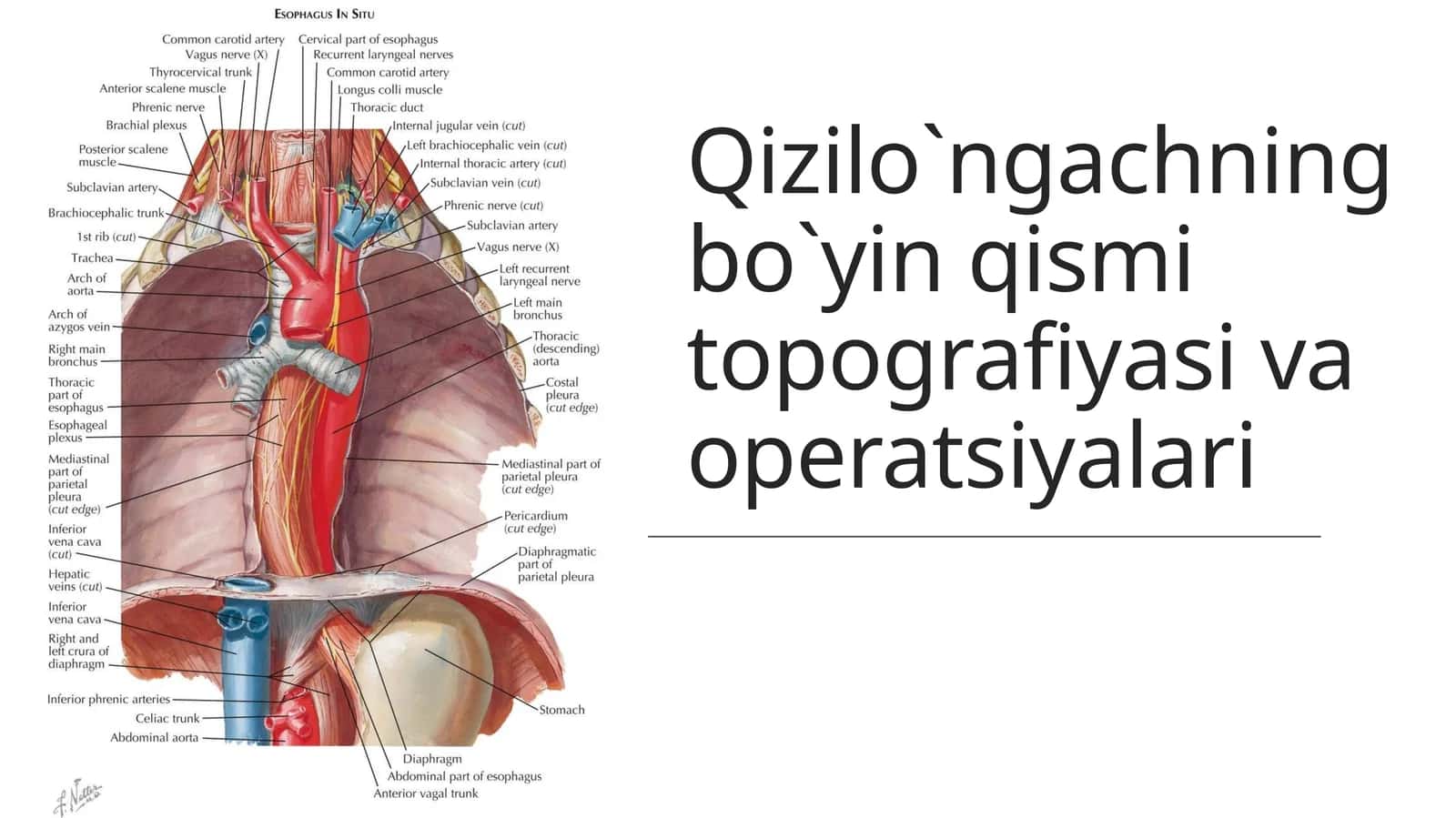 Qizilo`ngachningbo`yinqismitopografiyasivaoperatsiyalari