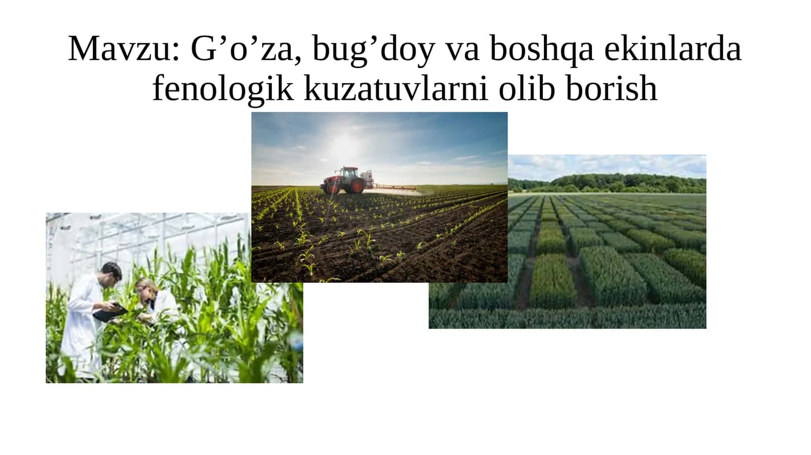 G’o’za,bug’doyvaboshqaekinlardafenologikkuzatuvlarniolibborish