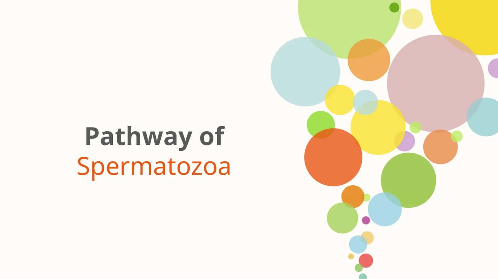 Pathway of Spermatozoa