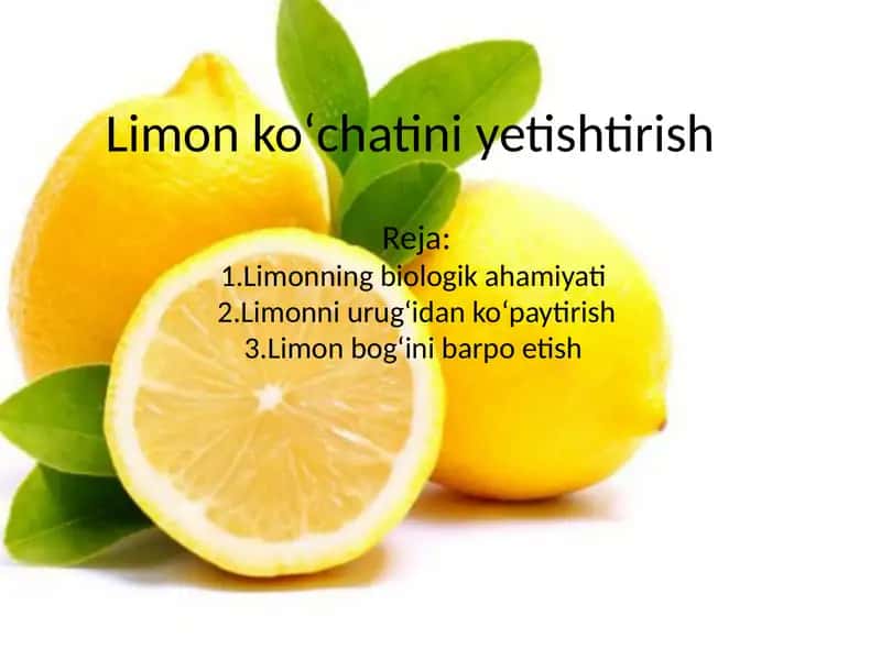Limon koʻchatini yetishtirish