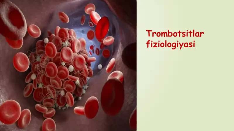 Trombotsitlar fiziologiyasi