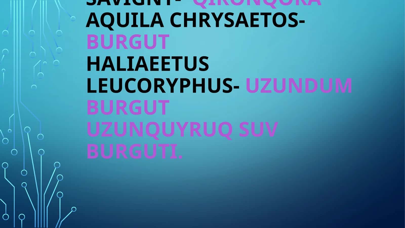 Aquila heliaca savigny-qironqora