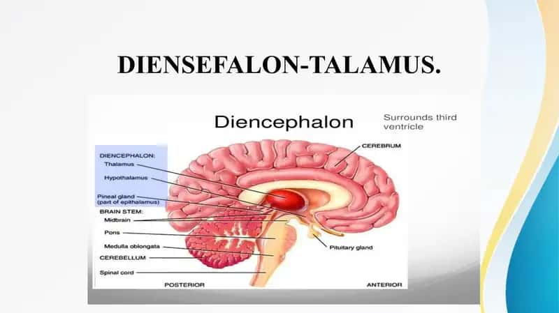 DIENSEFALON-TALAMUS Таламус