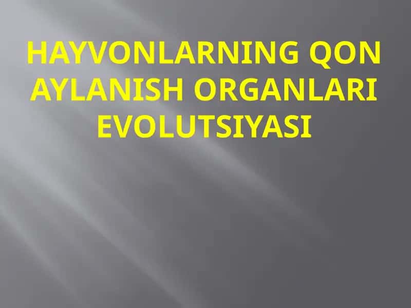 HAYVONLARNING QON AYLANISH ORGANLARIEVOLUTSIYASI
