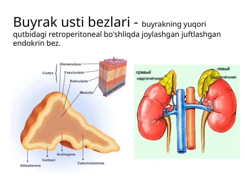 Buyrak usti bezlari