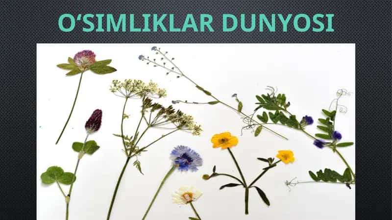 O‘SIMLIKLAR DUNYOSI