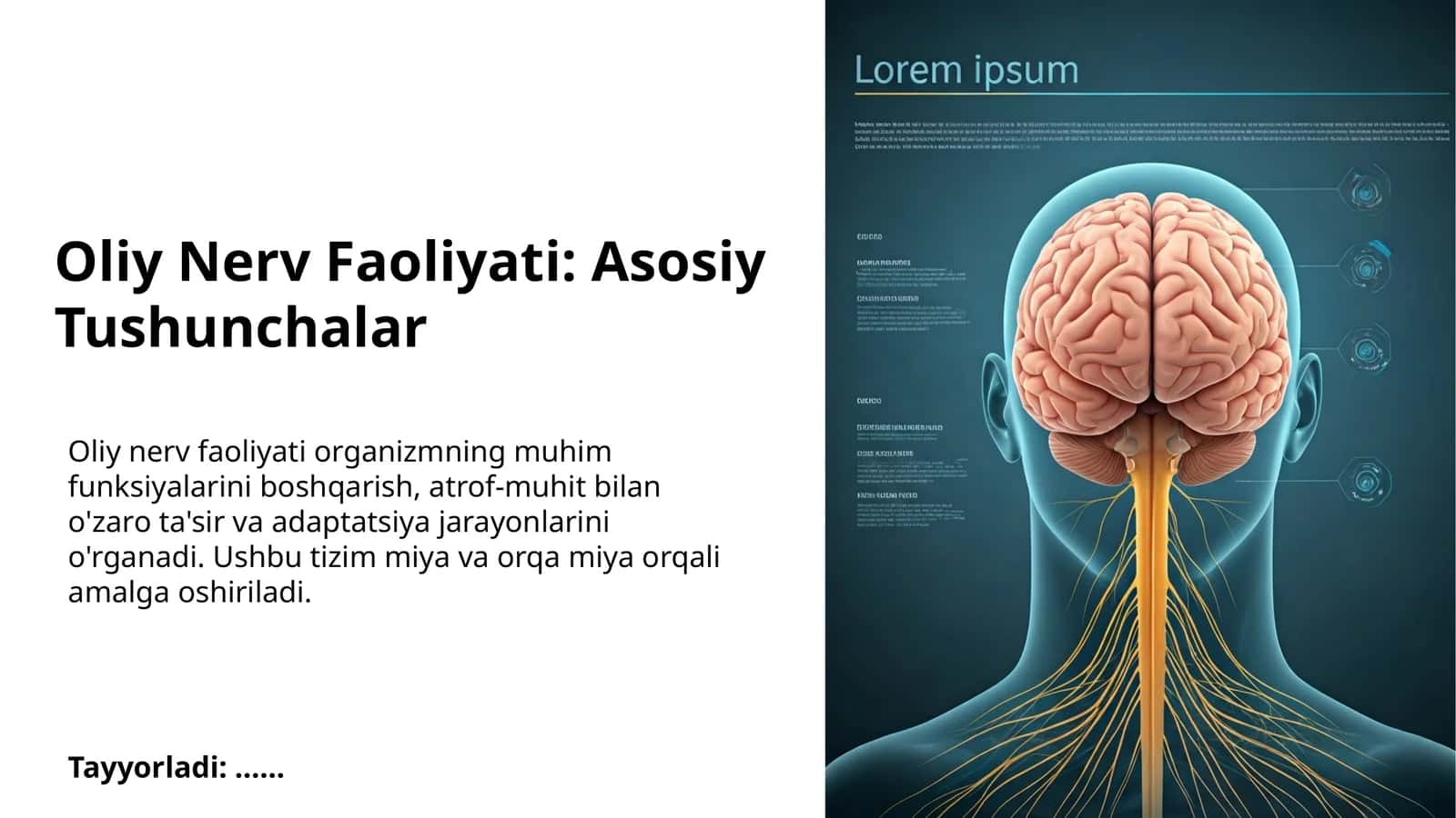 Oliy Nerv Faoliyati: Asosiy Tushunchalar