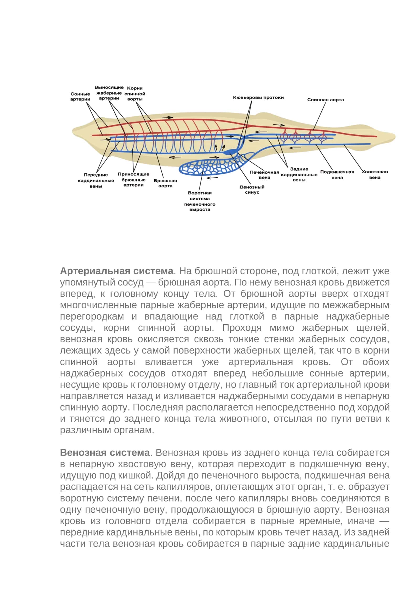 Артериальная система