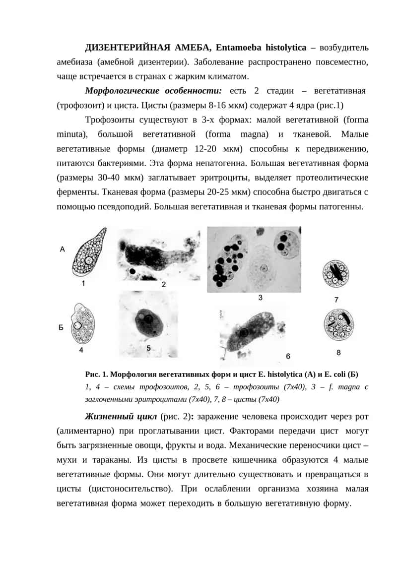 ДИЗЕНТЕРИЙНАЯ АМЕБА, Entamoeba histolytica