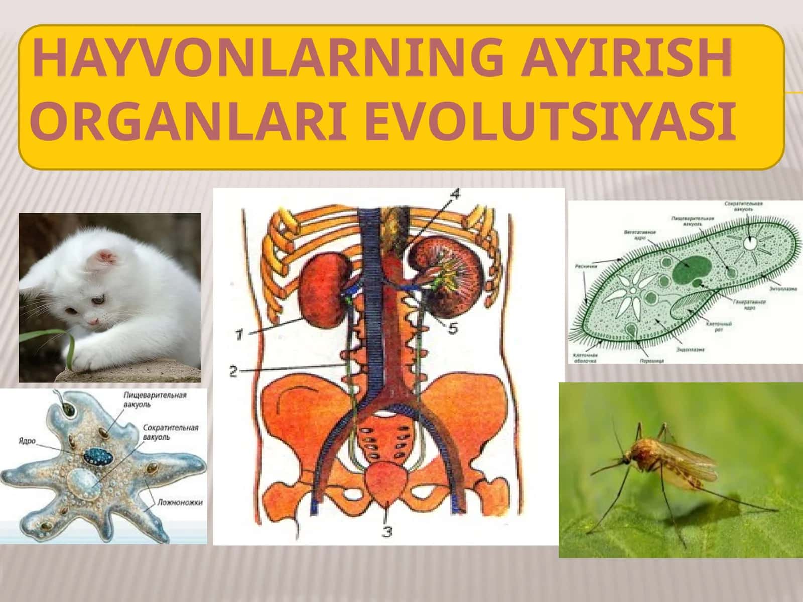 HAYVONLARNINGAYIRISHORGANLARI EVOLUTSIYASI