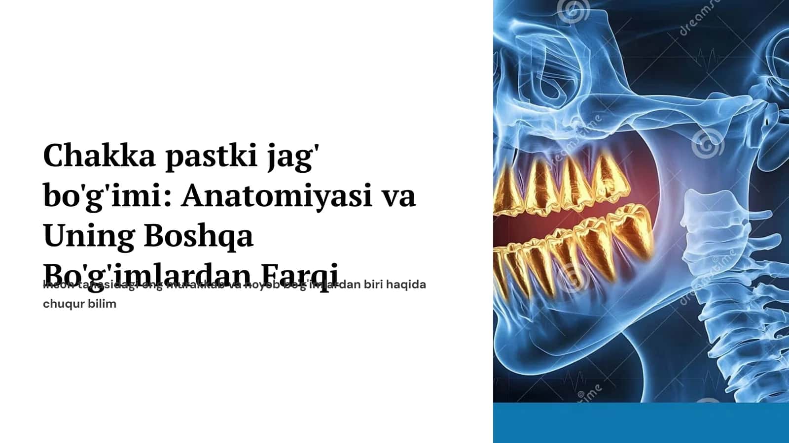 Chakka pastki jag‘ bo‘g‘imi boylamlari.ChPJB ning boshqa bo‘g‘imlardan farqi.