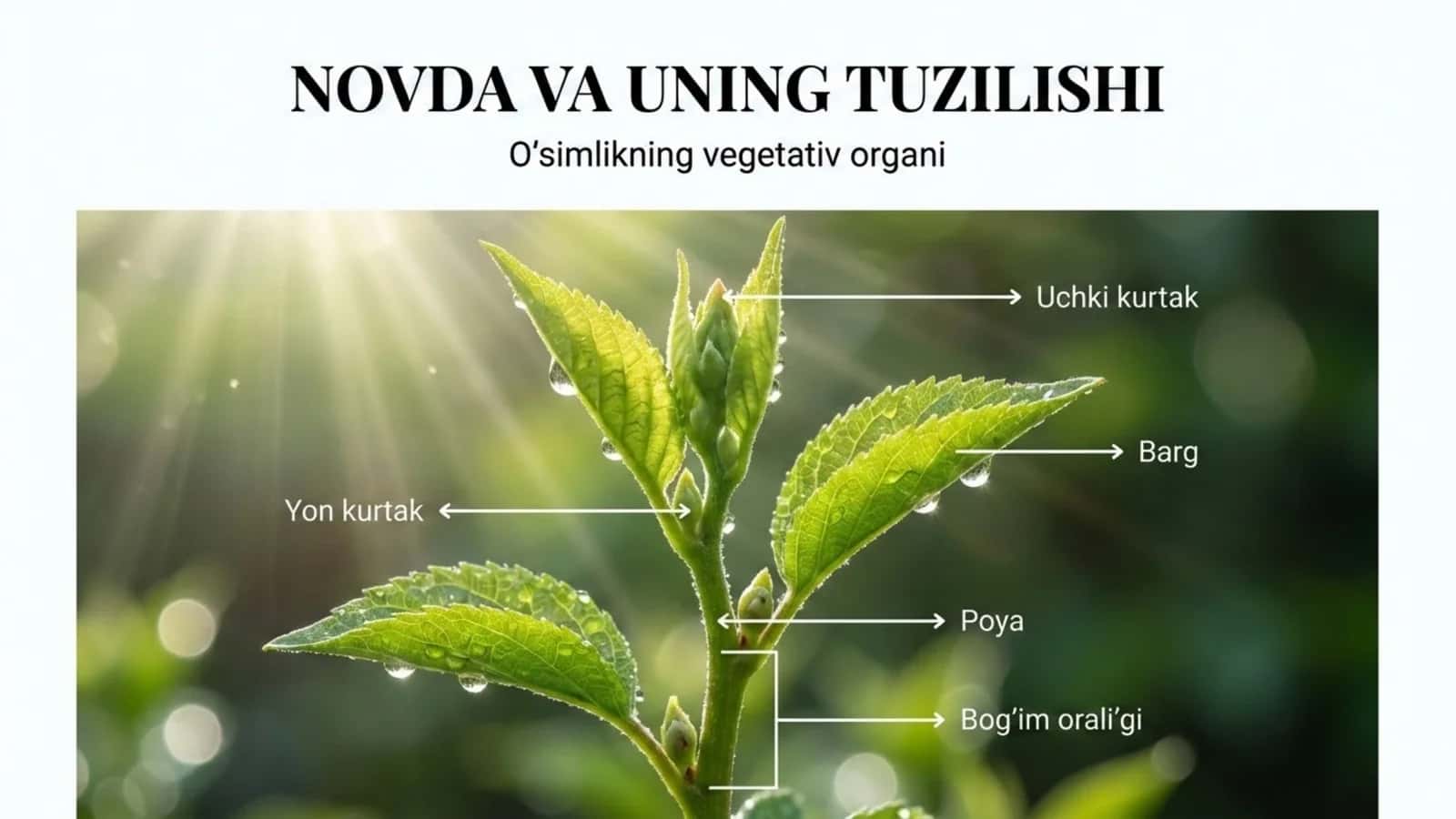 Novda va uning tuzilishi