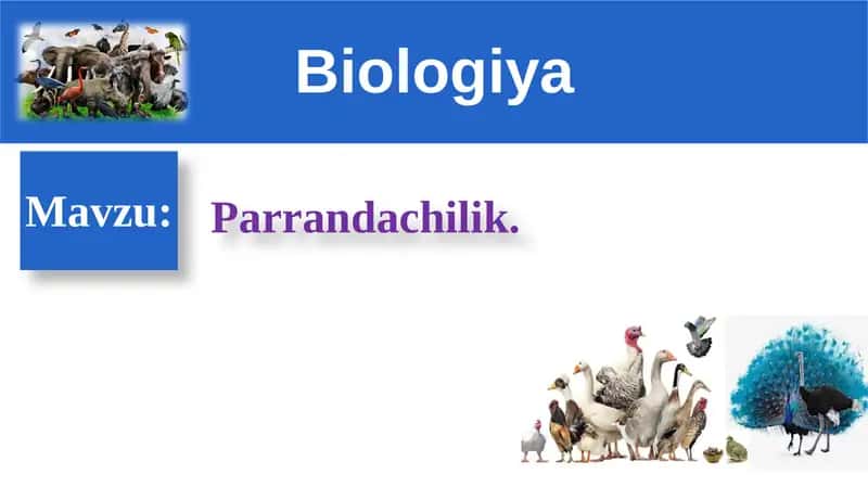 Biologiya DARS REJASI