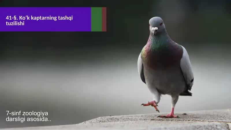 Ko‘k kaptarning tashqi tuzilishi