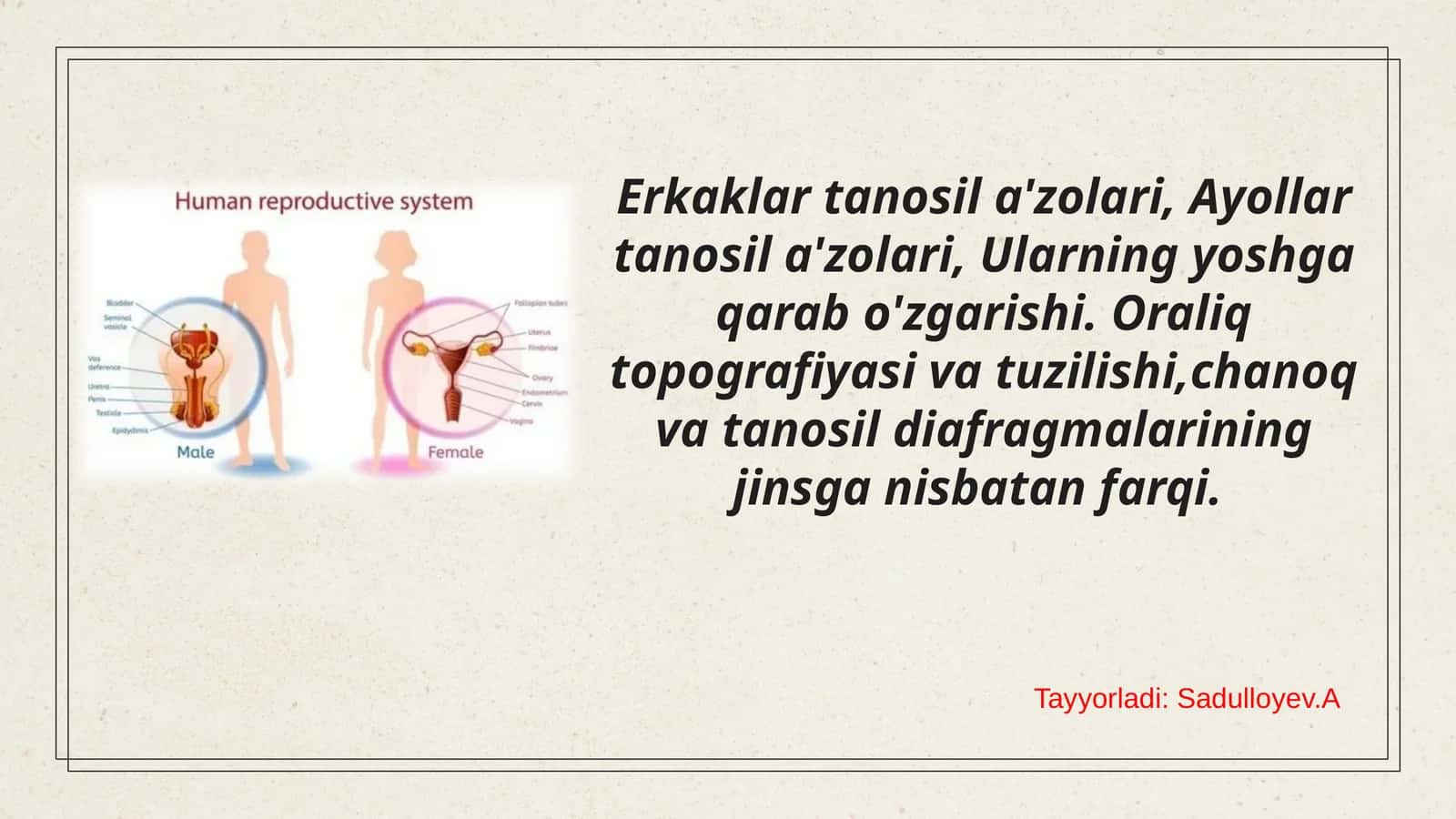 Erkaklar tanosil a'zolari, Ayollar tanosil a'zolari, Ularning yoshga qarab o'zgarishi. Oraliq topografiyasi va tuzilishi,chanoq va tanosil diafragmalarining jinsga nisbatan farqi.