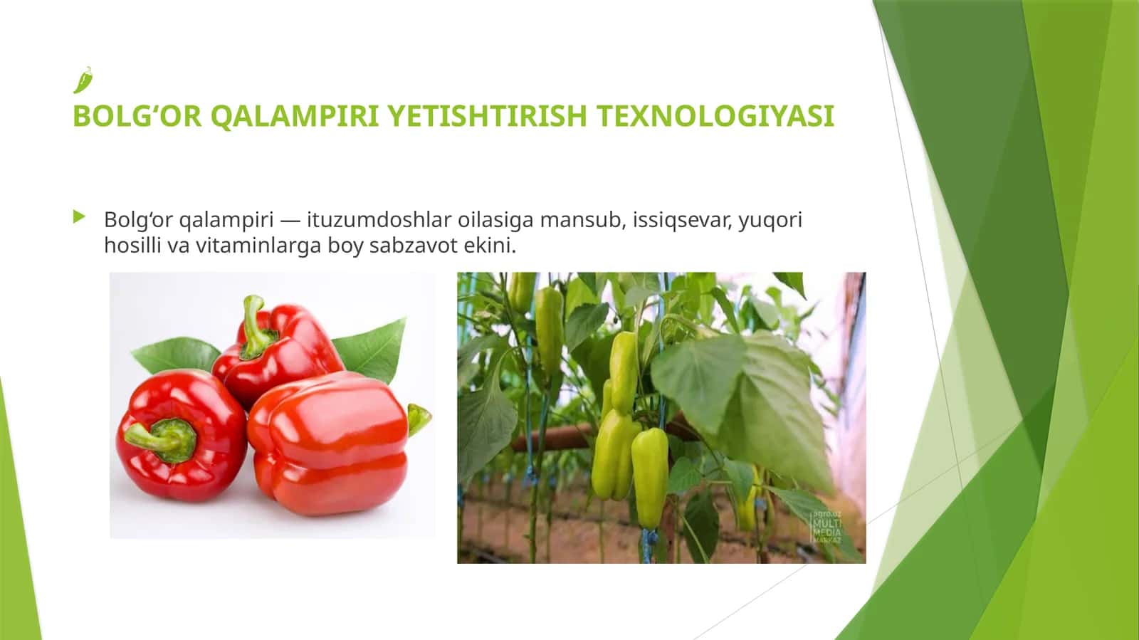Bulg`or qalampir yetishtirish texnologiyasi