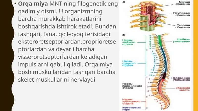 Orqa Miya