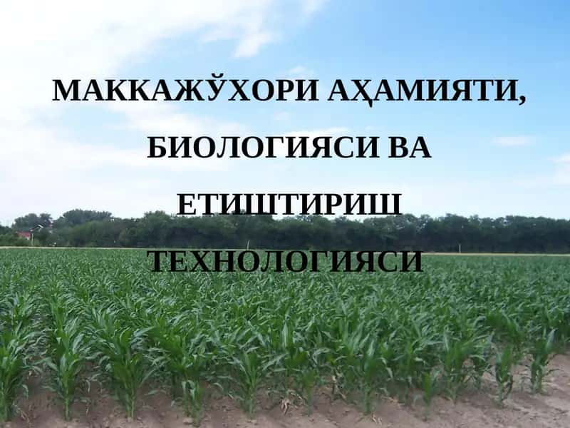МАККАЖЎХОРИ АҲАМИЯТИ, БИОЛОГИЯСИ ВА ЕТИШТИРИШ ТЕХНОЛОГИЯСИ