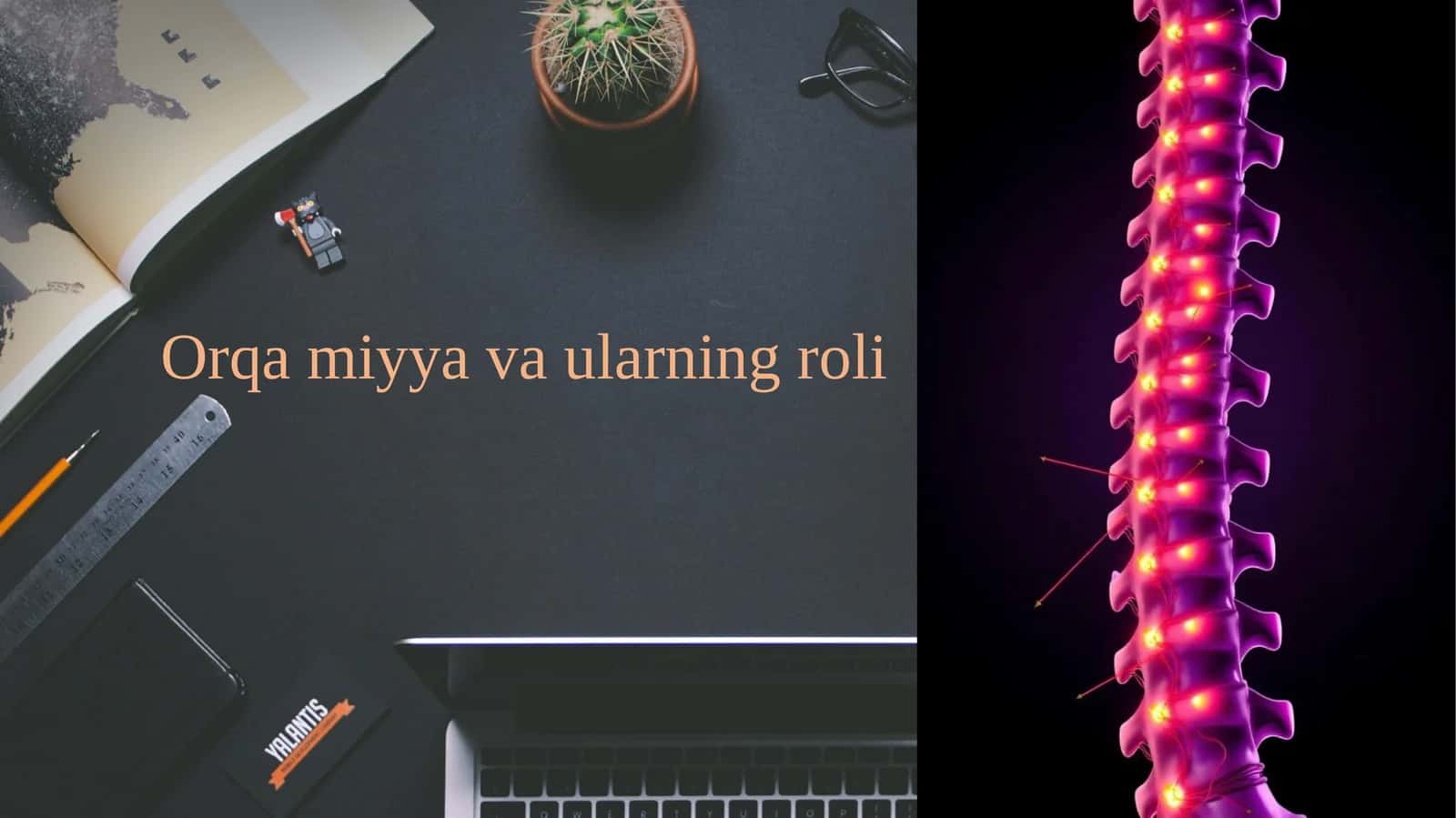 Orqa miyya va ularning roli
