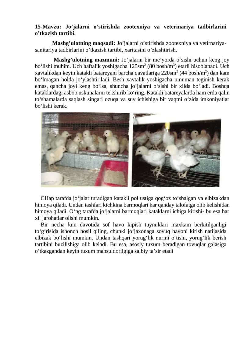 Jo’jalarni o’stirishda zootexniya va veterinariya tadbirlarini o’tkazish tartibi