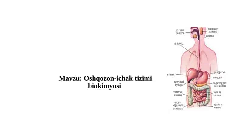 Oshqozon-ichak tizimi biokimyosi