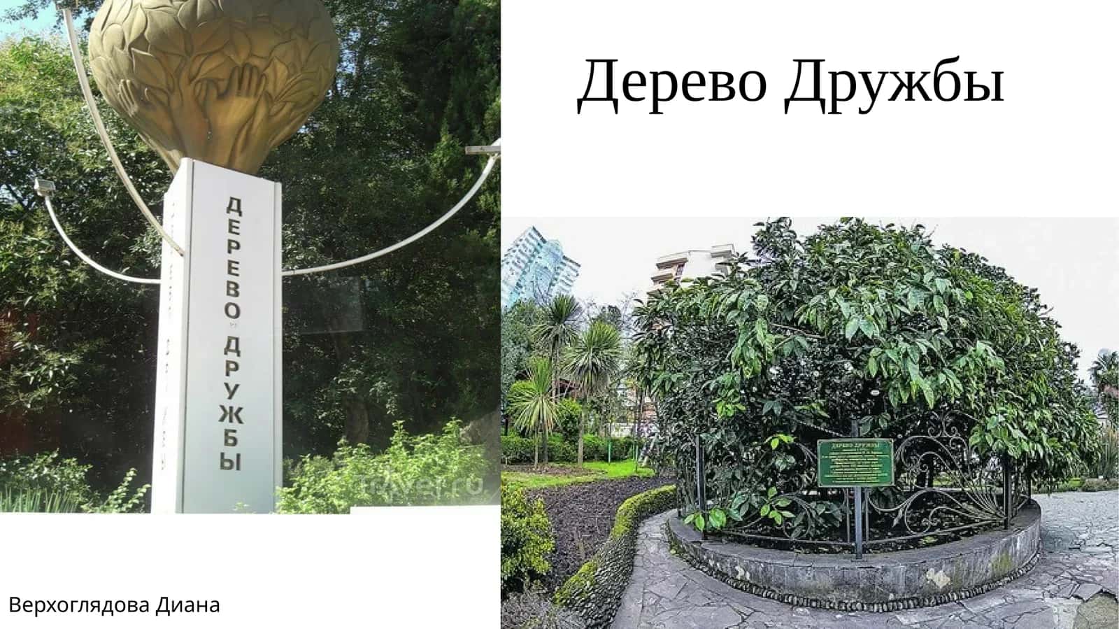 Дерево Дружбы