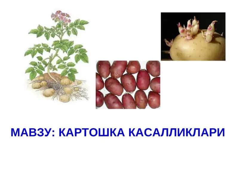 КАРТОШКА КАСАЛЛИКЛАРИ