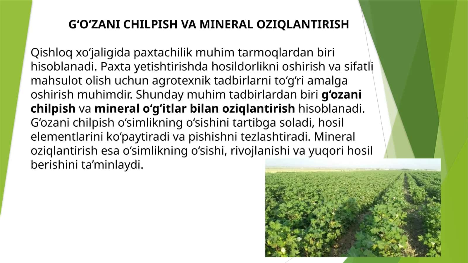 G‘O‘ZANI CHILPISH VA MINERAL OZIQLANTIRISH