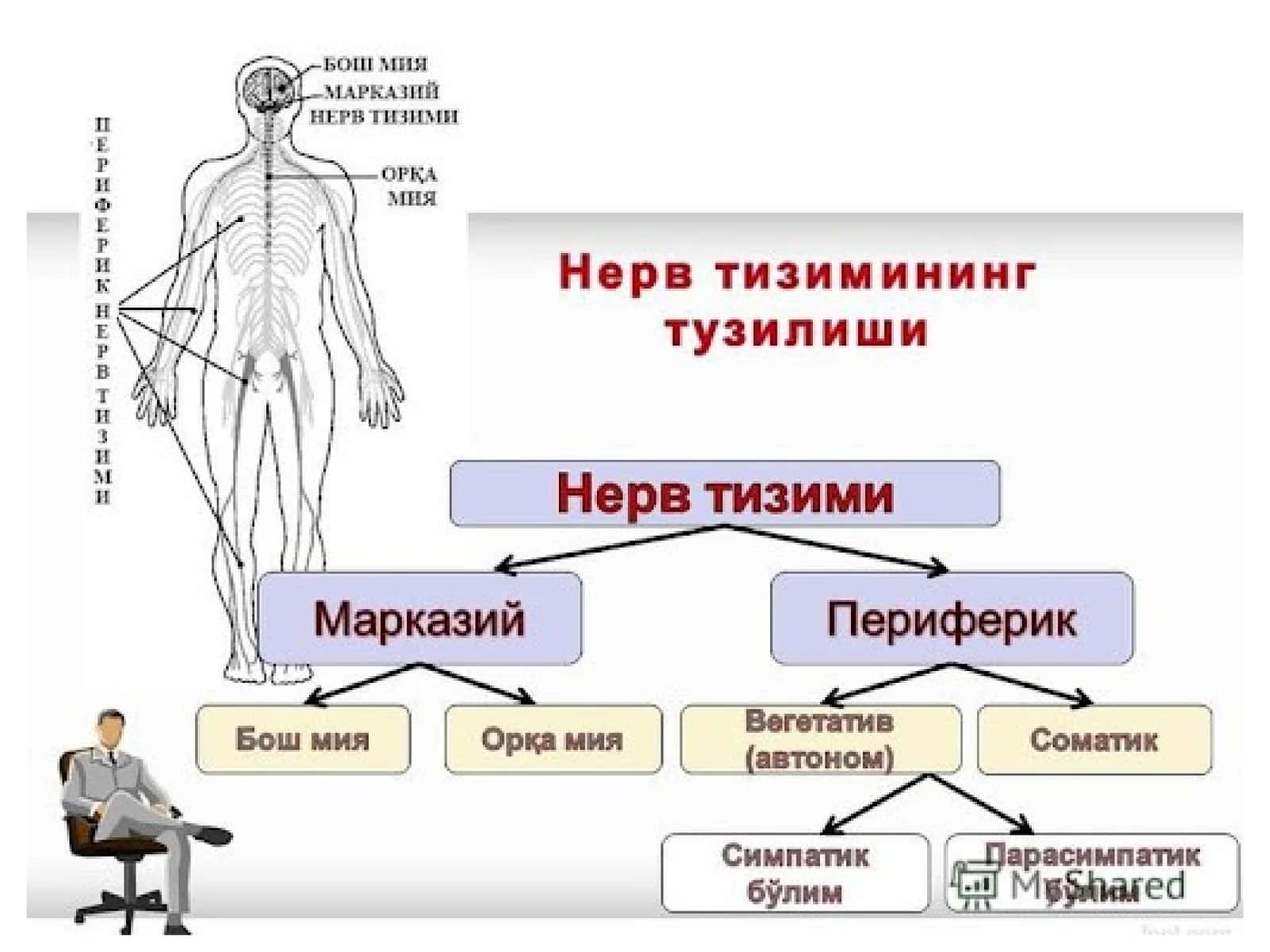 Markaziy asab tizimini tuzilishi