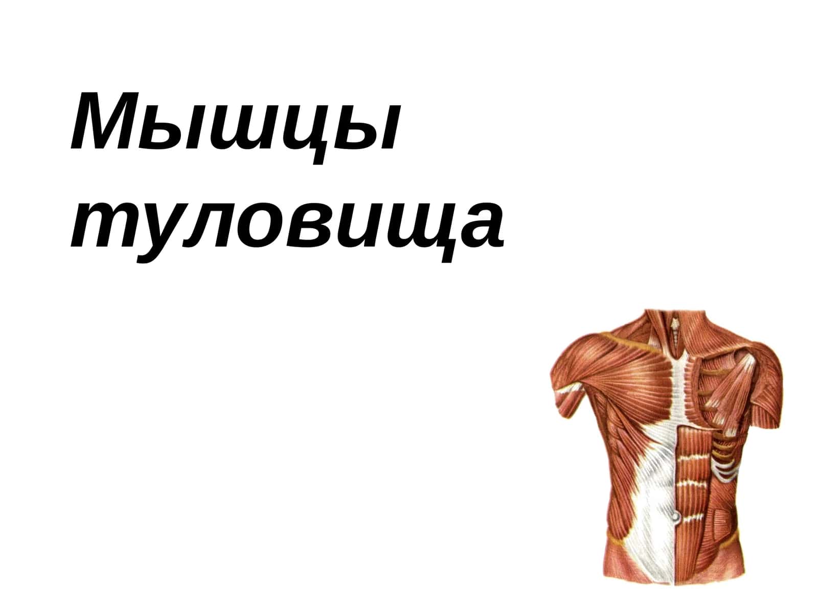 Топография груди