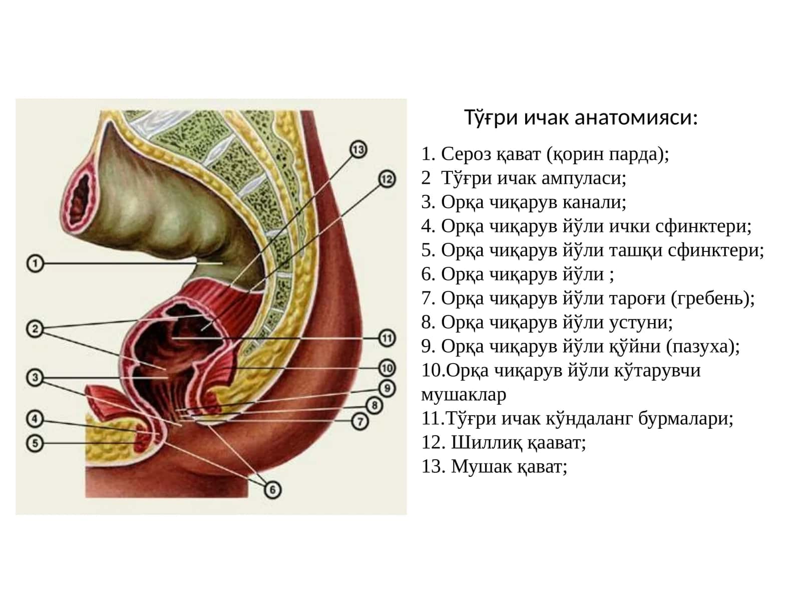 Тўғри ичак анатомияси