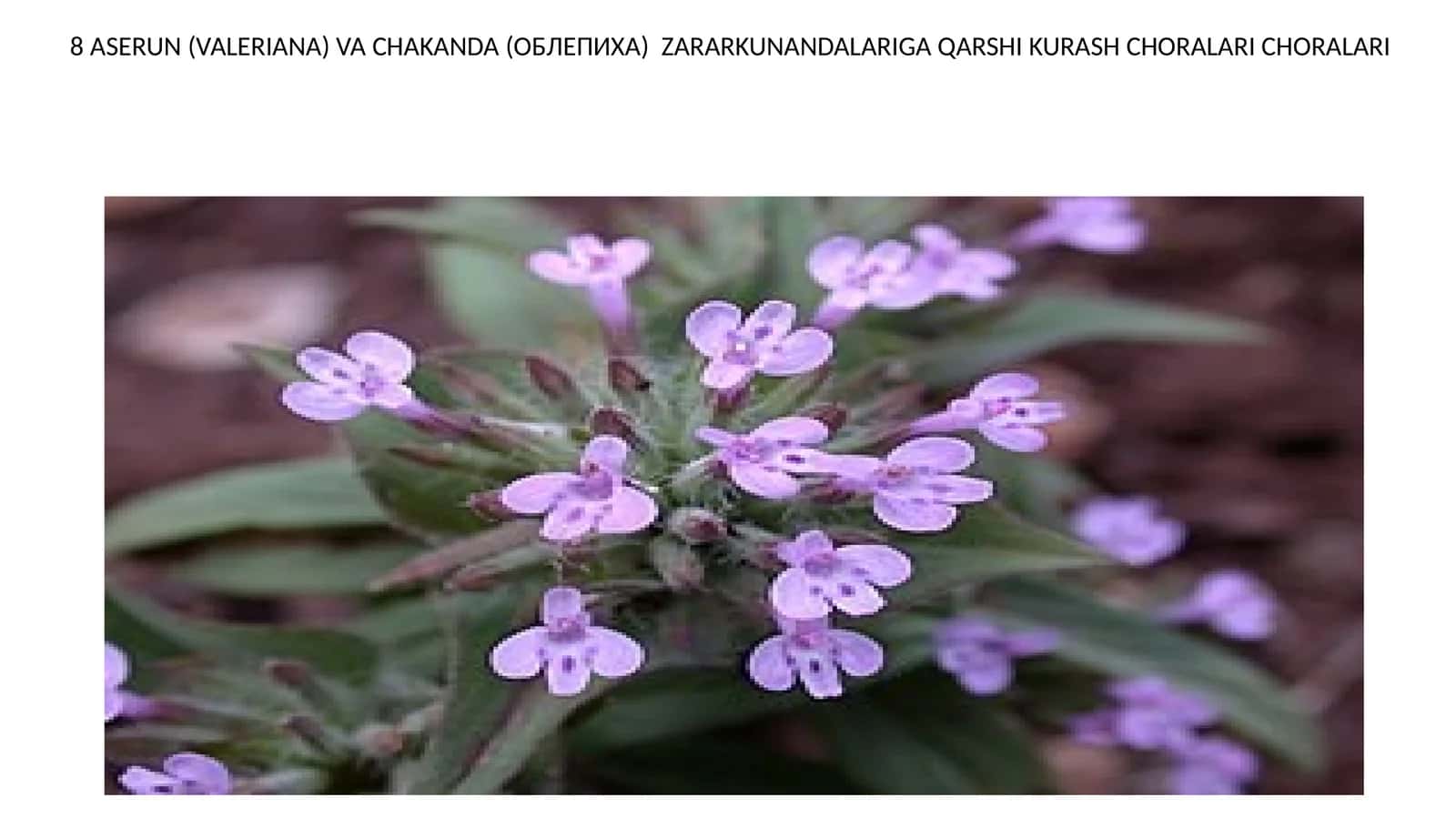 Aserun (Valeriana) va Chakanda (Облипиха) Zararkunandalariga Qarshi Kurash Choralar