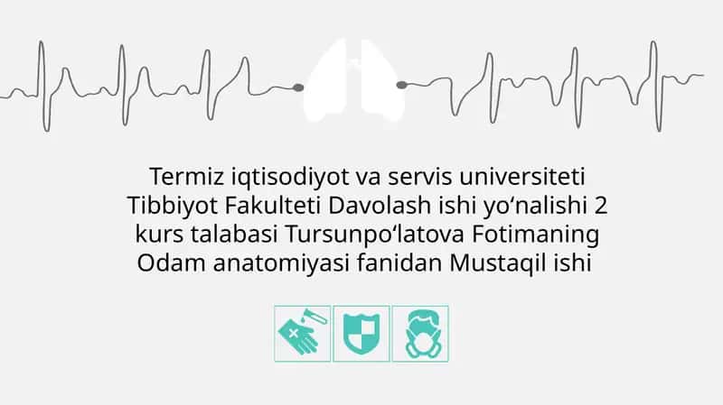 Yonqorinchalar anatomiyasi