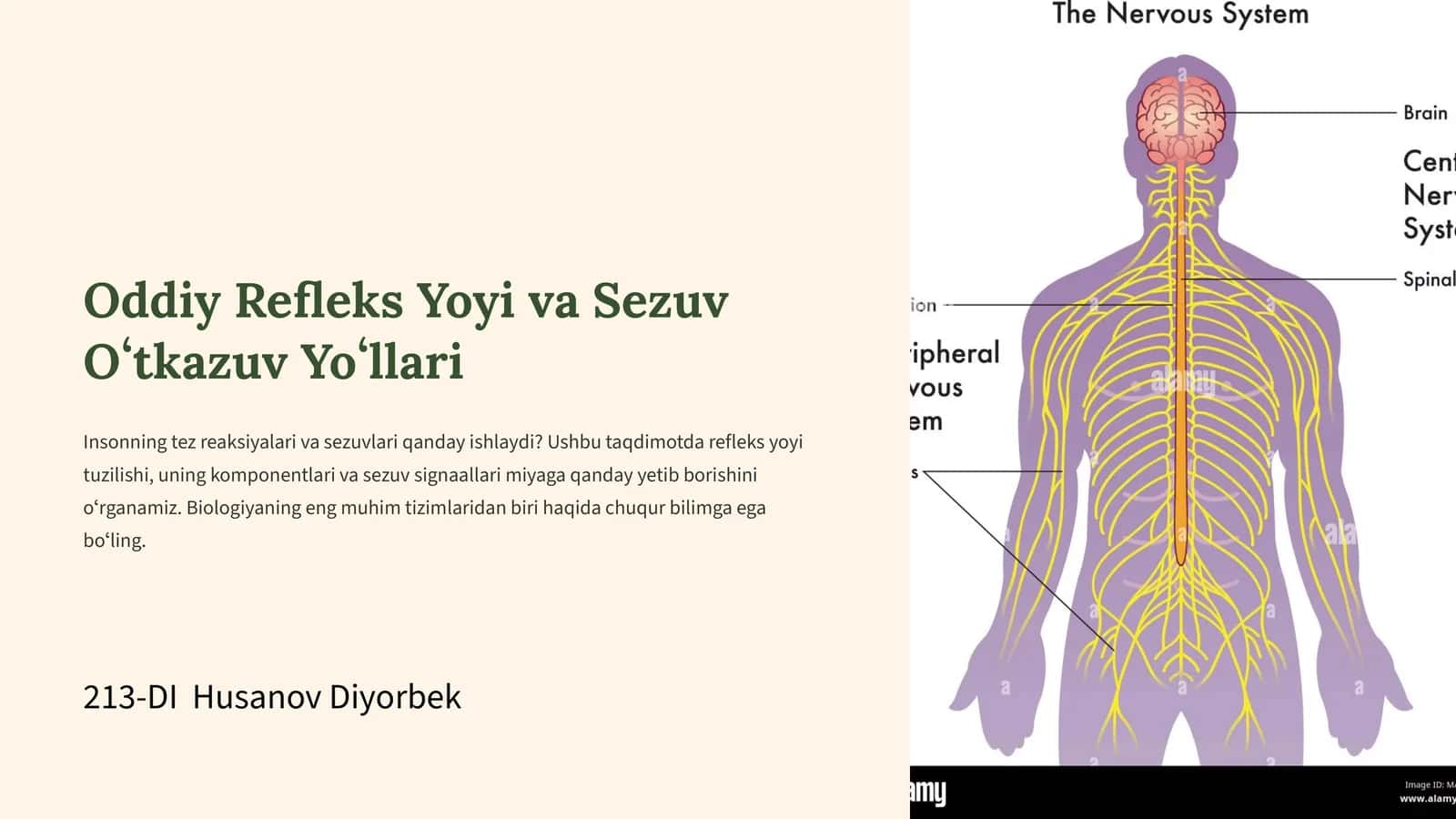 Oddiy Refleks Yoyi va Sezuv Oʻtkazuv Yoʻllari