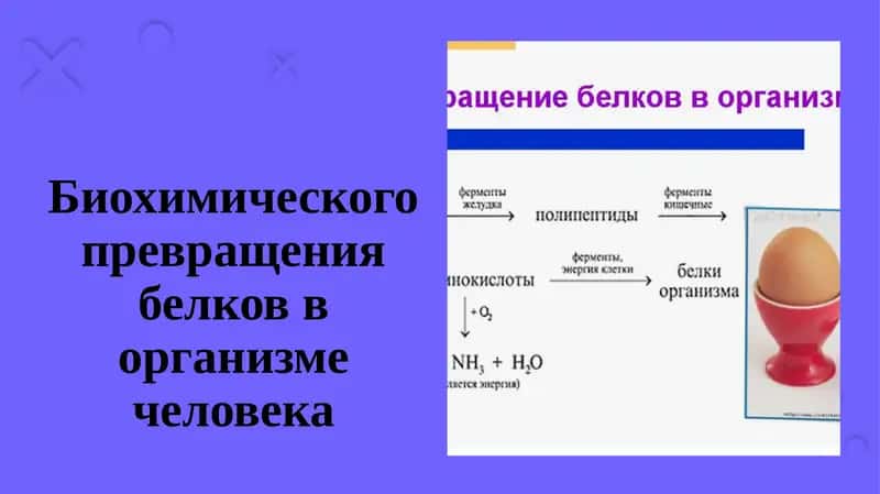 Биохимического превращения белков в организме человека