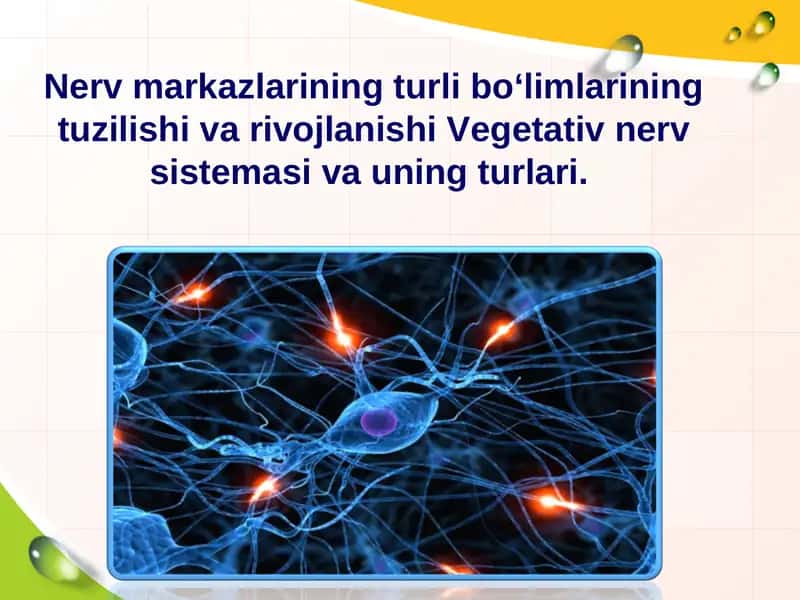 Nerv markazlarining turli bo‘limlarining tuzilishi va rivojlanishi